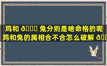 鸡和 🐞 兔分别是啥命格的呢「鸡和兔的属相合不合怎么破解 🍀 」